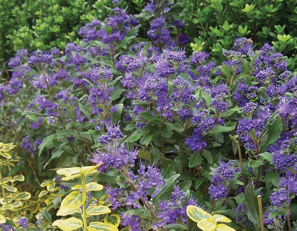 Caryopteris X Clandonensis 'inoveris' Grand Bleu - View 32 from www redcrocus com