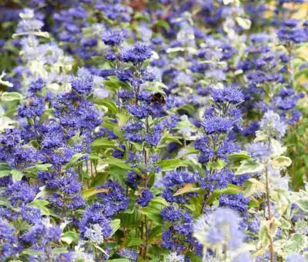 Caryopteris X Clandonensis 'inoveris' Grand Bleu - View 3 from www redcrocus com