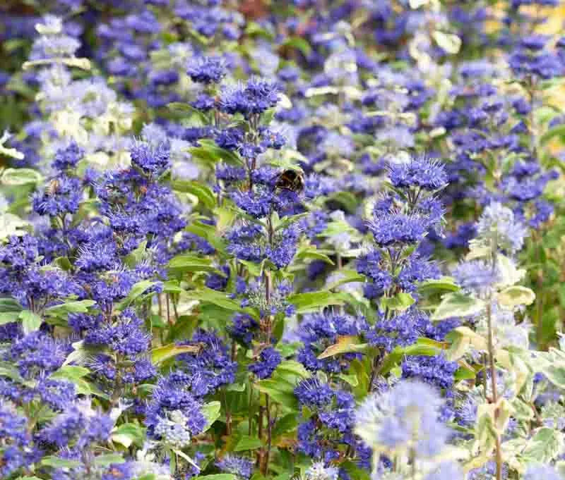 Caryopteris X Clandonensis 'inoveris' Grand Bleu - View 6 from www redcrocus com