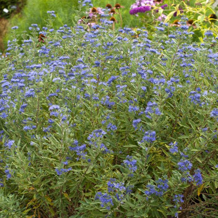 Caryopteris X Clandonensis 'inoveris' Grand Bleu - View 7 from www redcrocus com