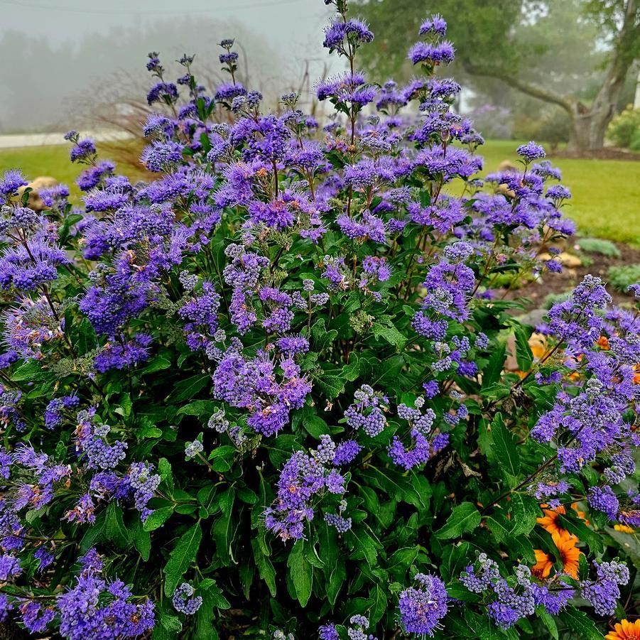 Caryopteris X Clandonensis 'inoveris' Grand Bleu - View 8 from www redcrocus com
