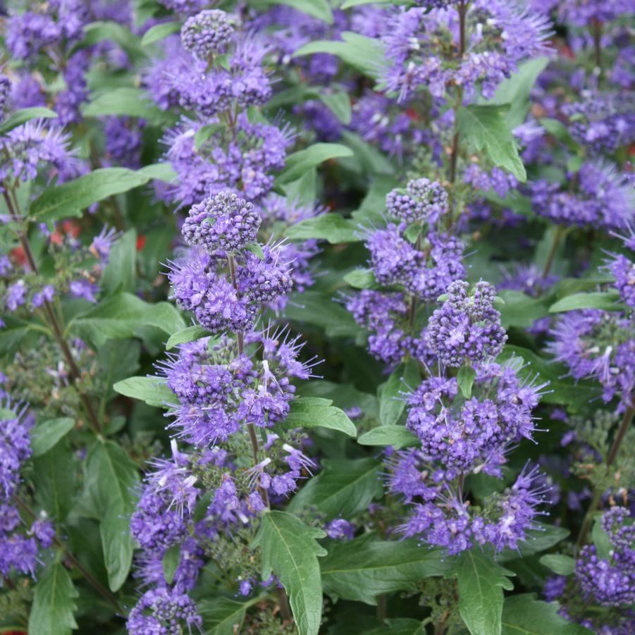 Caryopteris X Clandonensis 'inoveris' Grand Bleu - View 9 from www redcrocus com
