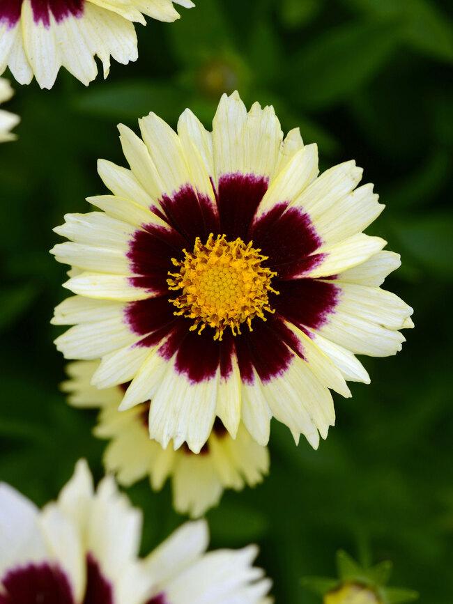 Coreopsis 'uptick Cream' - View 10 from www redcrocus com