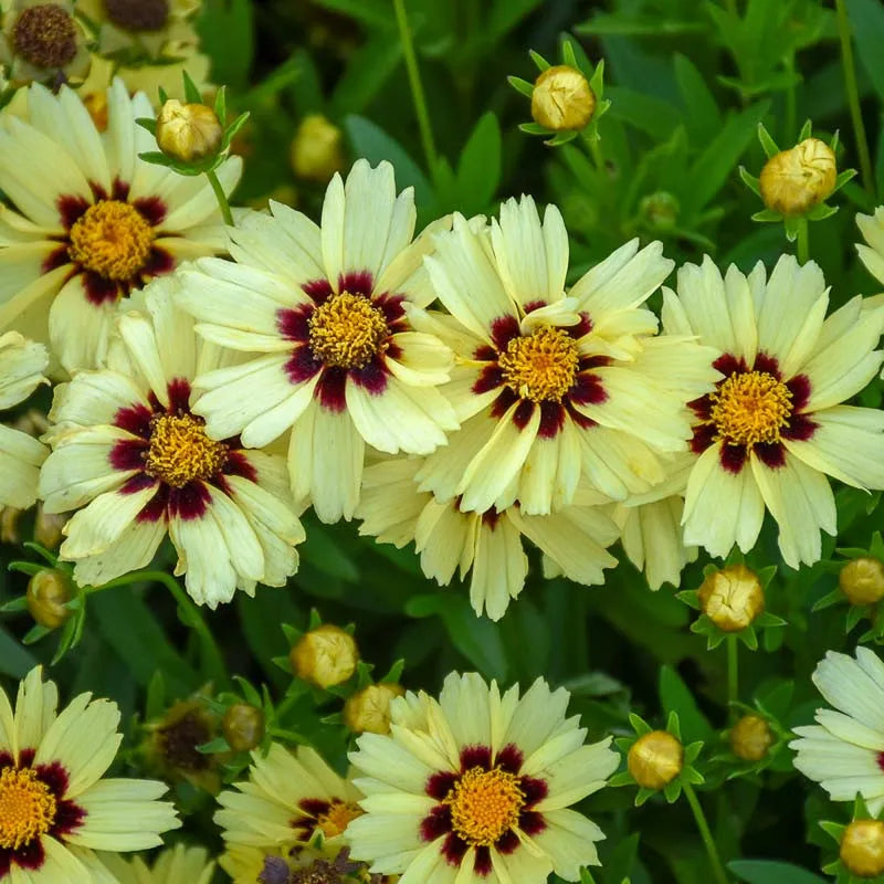 Coreopsis 'uptick Cream' - View 11 from www redcrocus com
