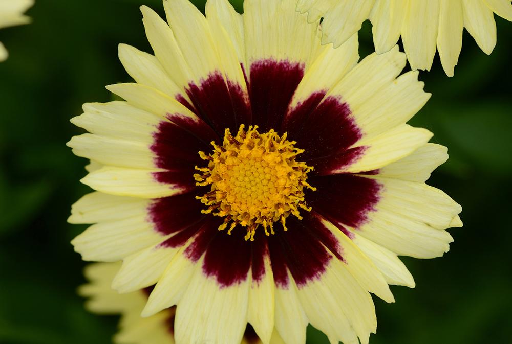 Coreopsis 'uptick Cream' - View 13 from www redcrocus com