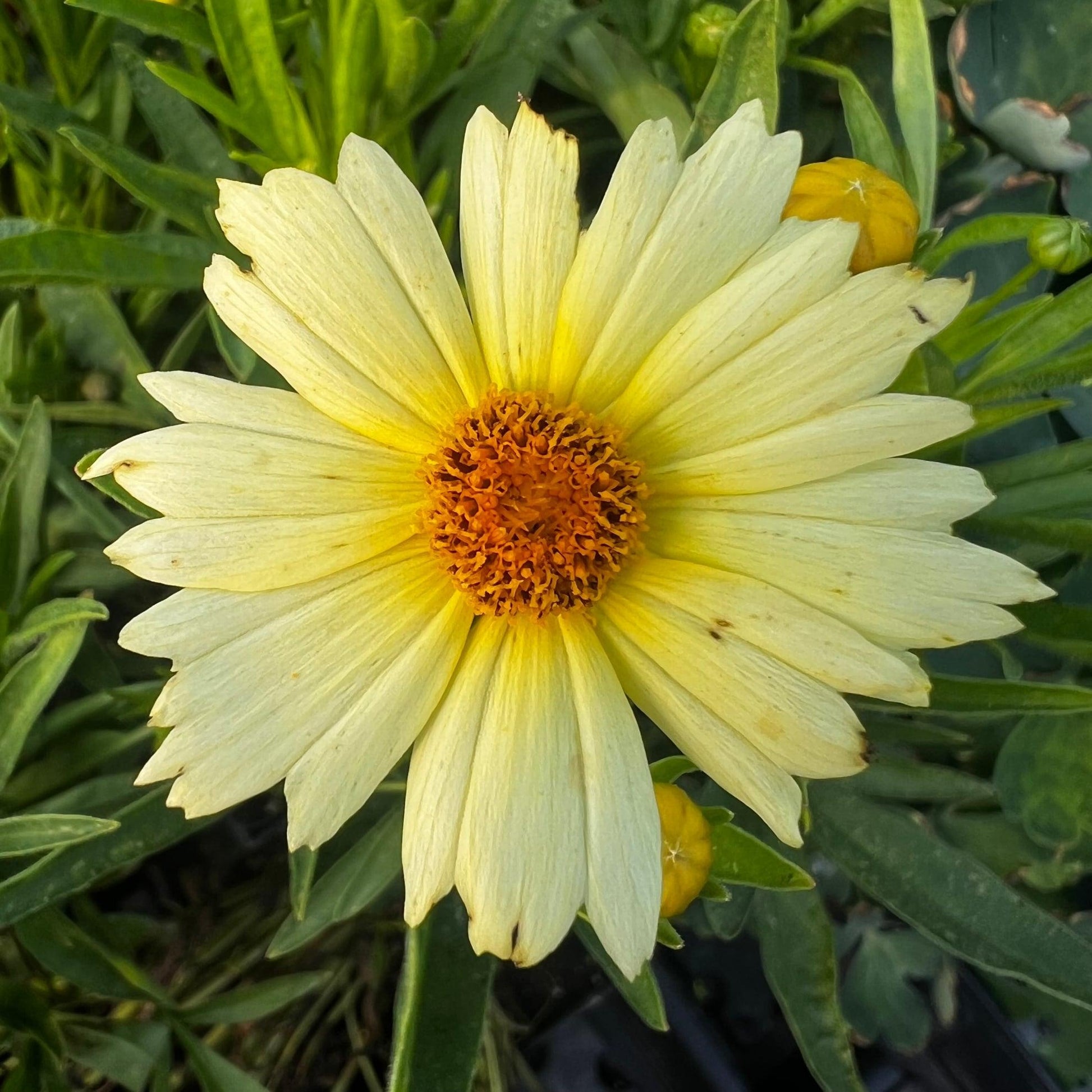 Coreopsis 'uptick Cream' - View 14 from www redcrocus com