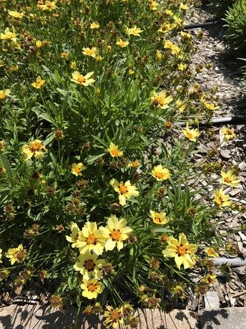 Coreopsis 'uptick Cream' - View 15 from www redcrocus com