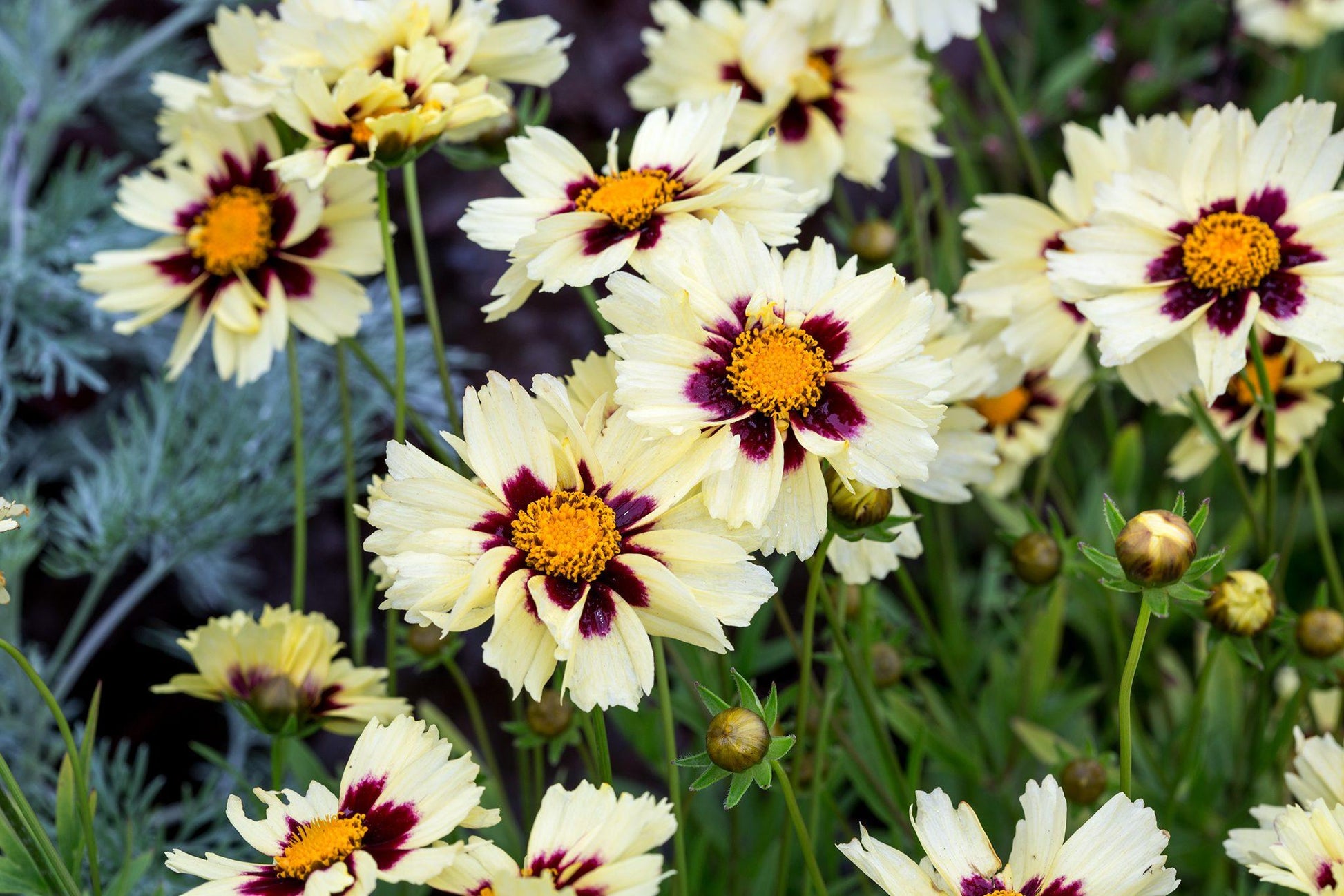 Coreopsis 'uptick Cream' - View 16 from www redcrocus com