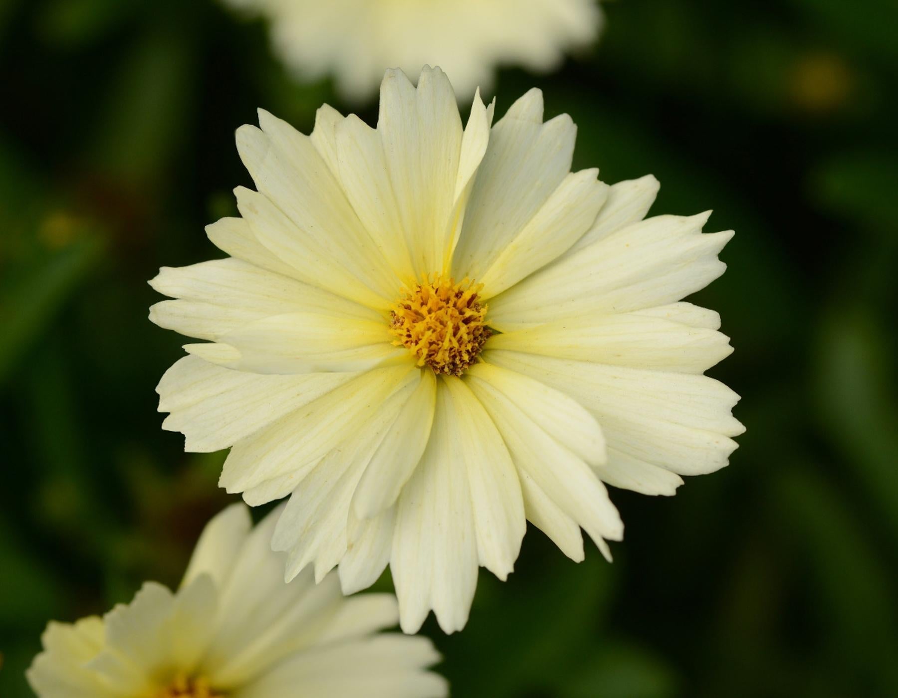 Coreopsis 'uptick Cream' - View 17 from www redcrocus com