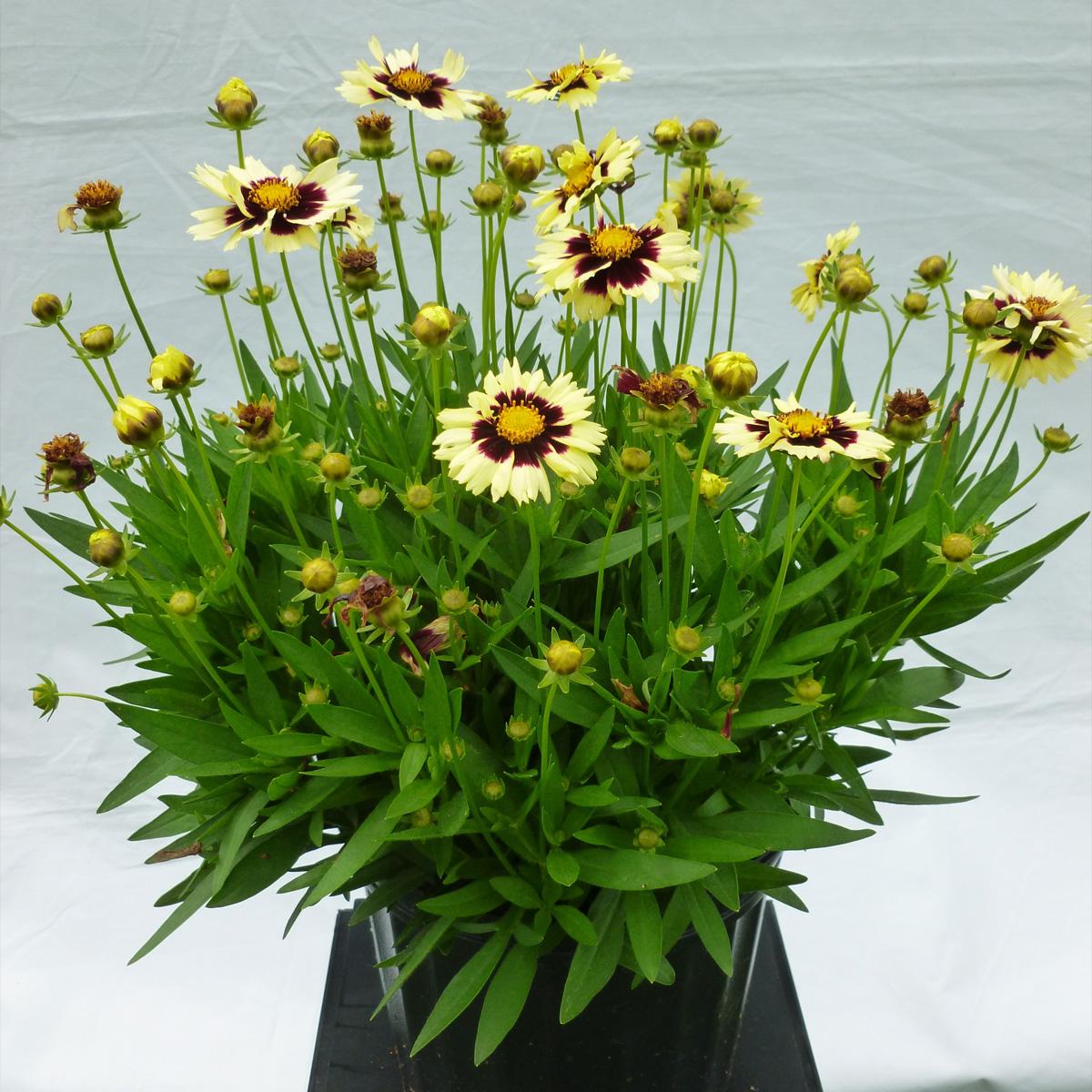 Coreopsis 'uptick Cream' - View 18 from www redcrocus com
