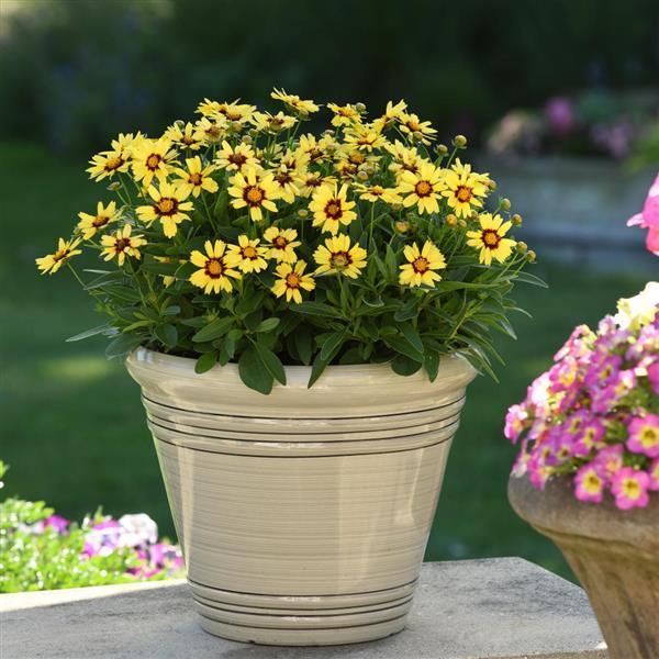 Coreopsis 'uptick Cream' - View 19 from www redcrocus com