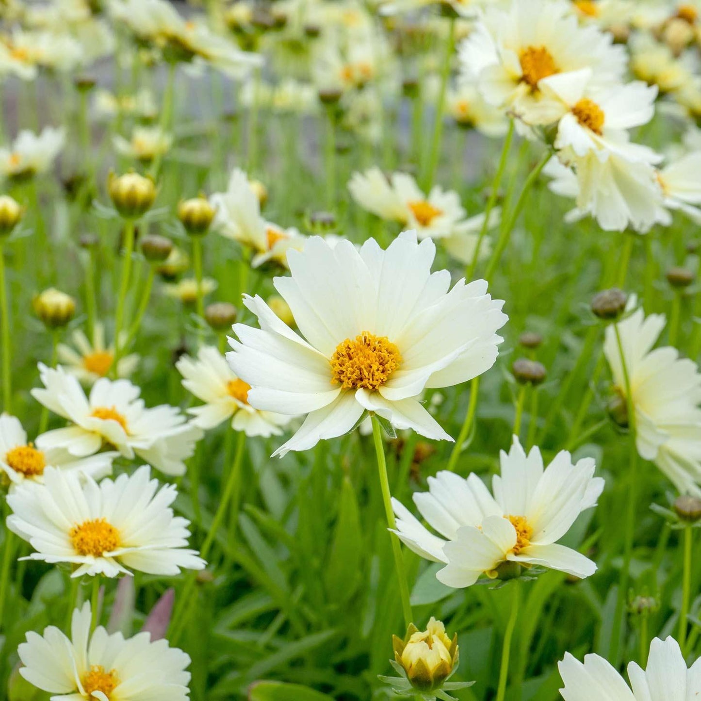 Coreopsis 'uptick Cream' - View 1 from www redcrocus com