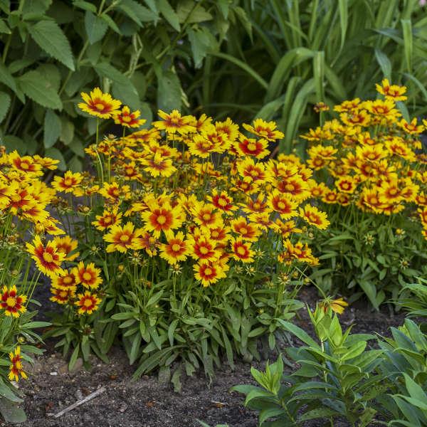 Coreopsis 'uptick Cream' - View 20 from www redcrocus com
