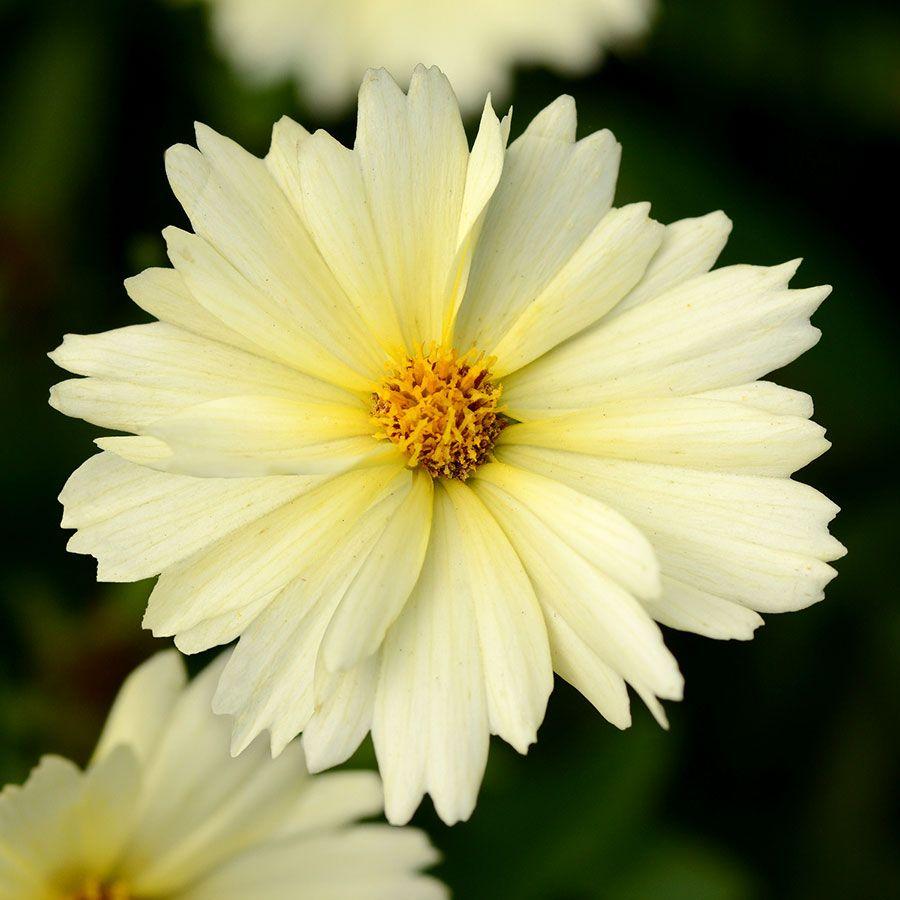 Coreopsis 'uptick Cream' - View 21 from www redcrocus com