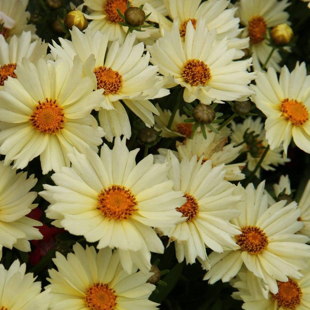Coreopsis 'uptick Cream' - View 22 from www redcrocus com