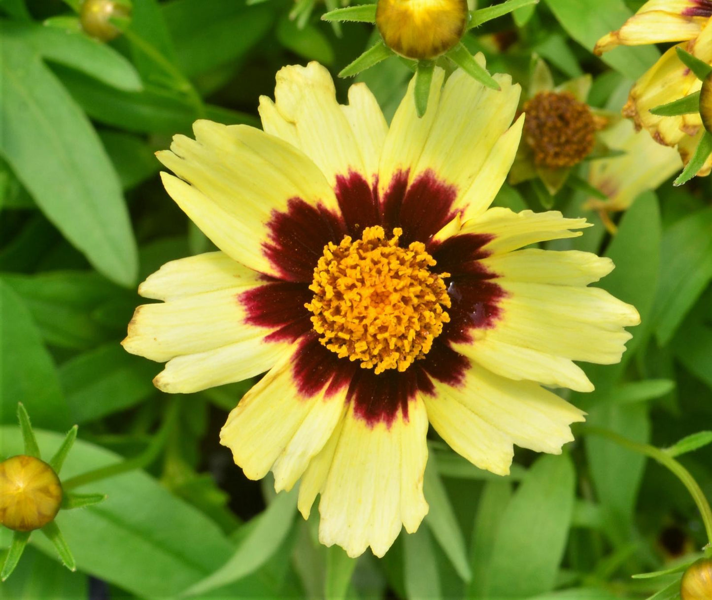 Coreopsis 'uptick Cream' - View 24 from www redcrocus com