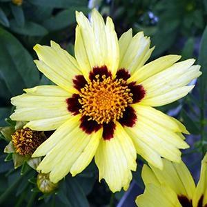 Coreopsis 'uptick Cream' - View 25 from www redcrocus com