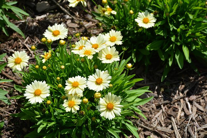 Coreopsis 'uptick Cream' - View 3 from www redcrocus com