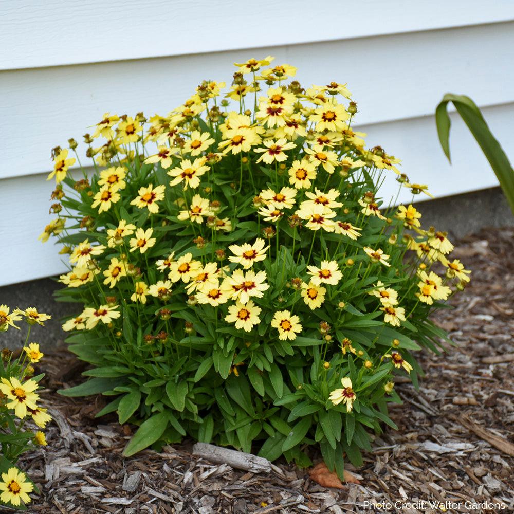 Coreopsis 'uptick Cream' - View 6 from www redcrocus com