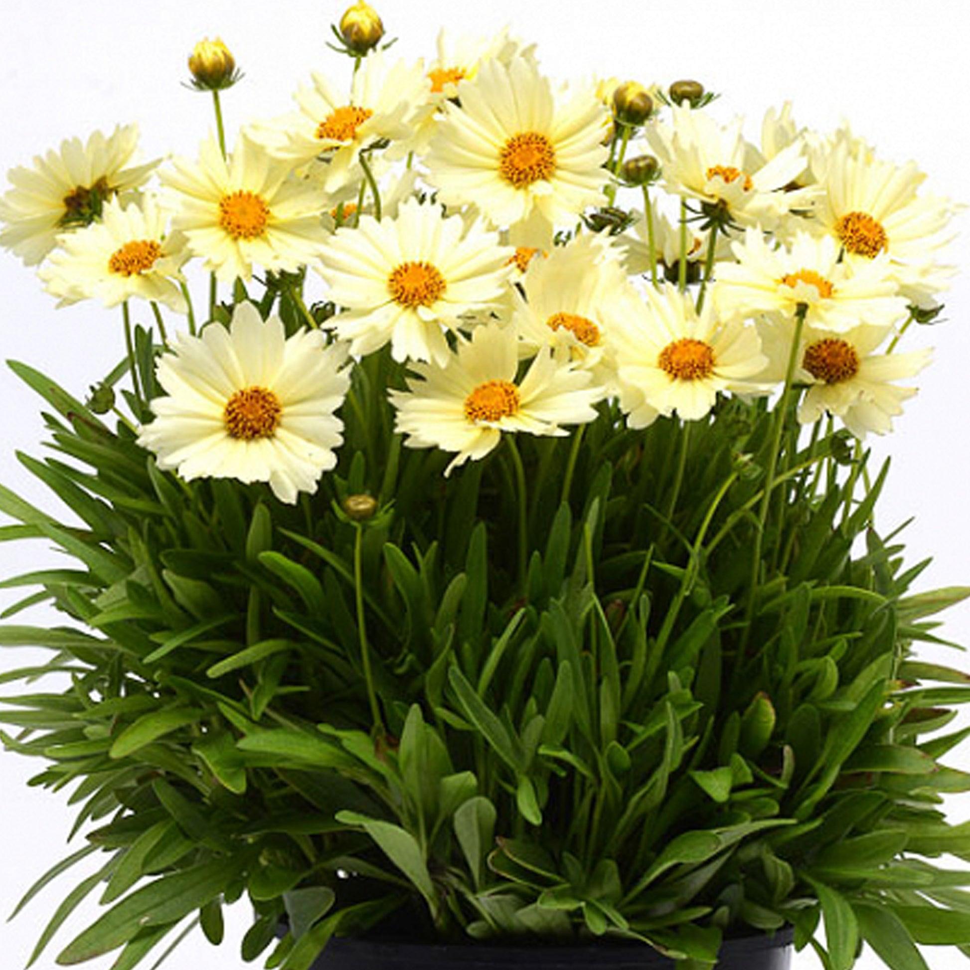 Coreopsis 'uptick Cream' - View 7 from www redcrocus com