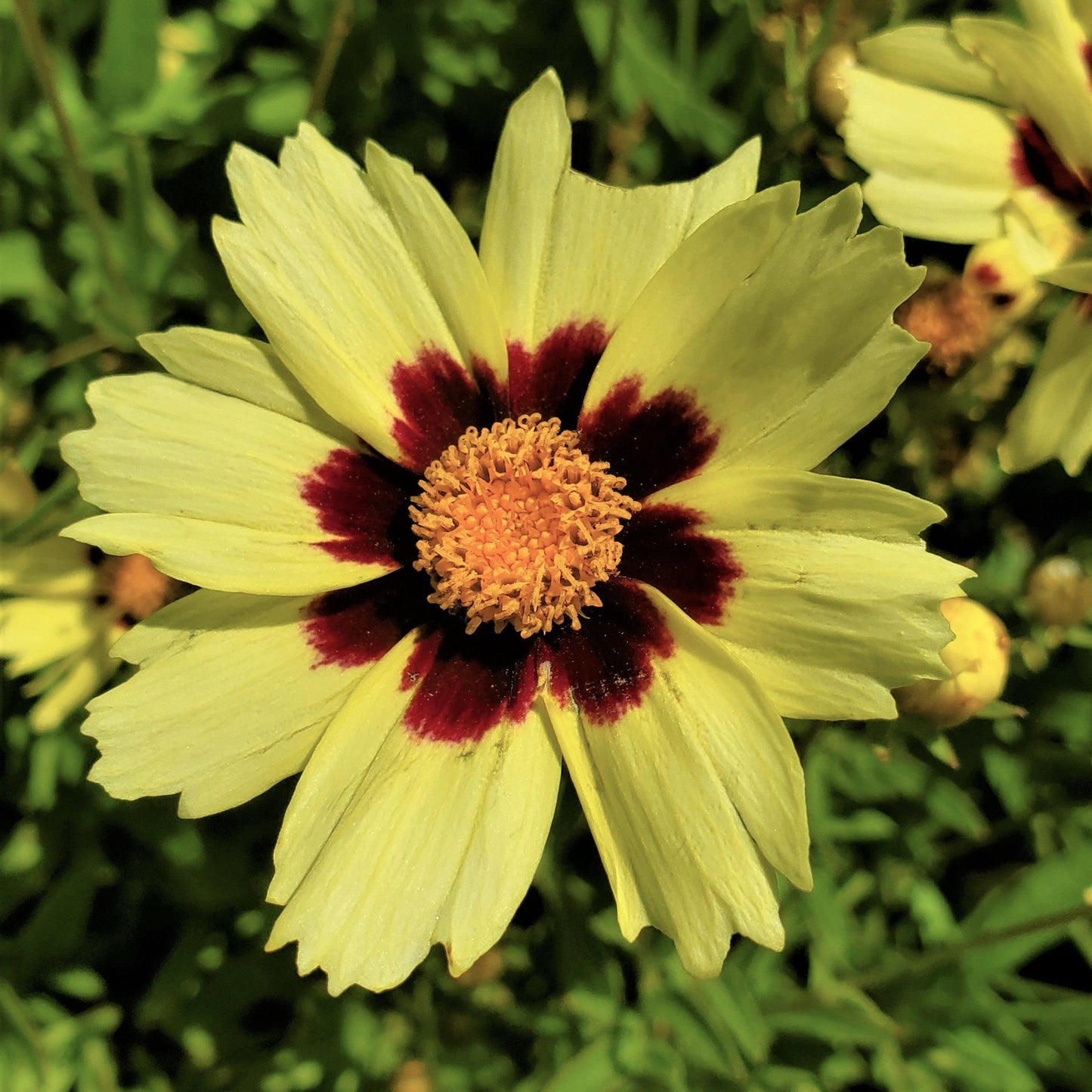 Coreopsis 'uptick Cream' - View 8 from www redcrocus com