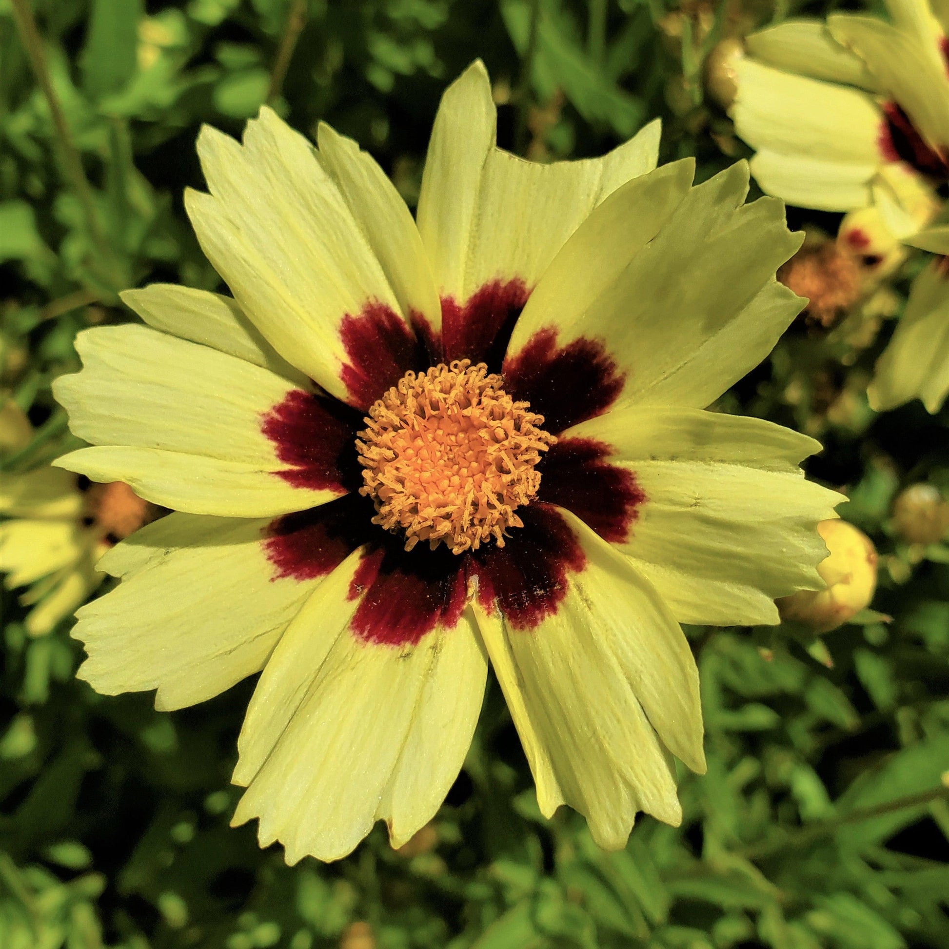Coreopsis 'uptick Cream' - View 8 from www redcrocus com