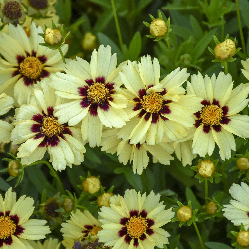 Coreopsis 'uptick Cream' - View 9 from www redcrocus com