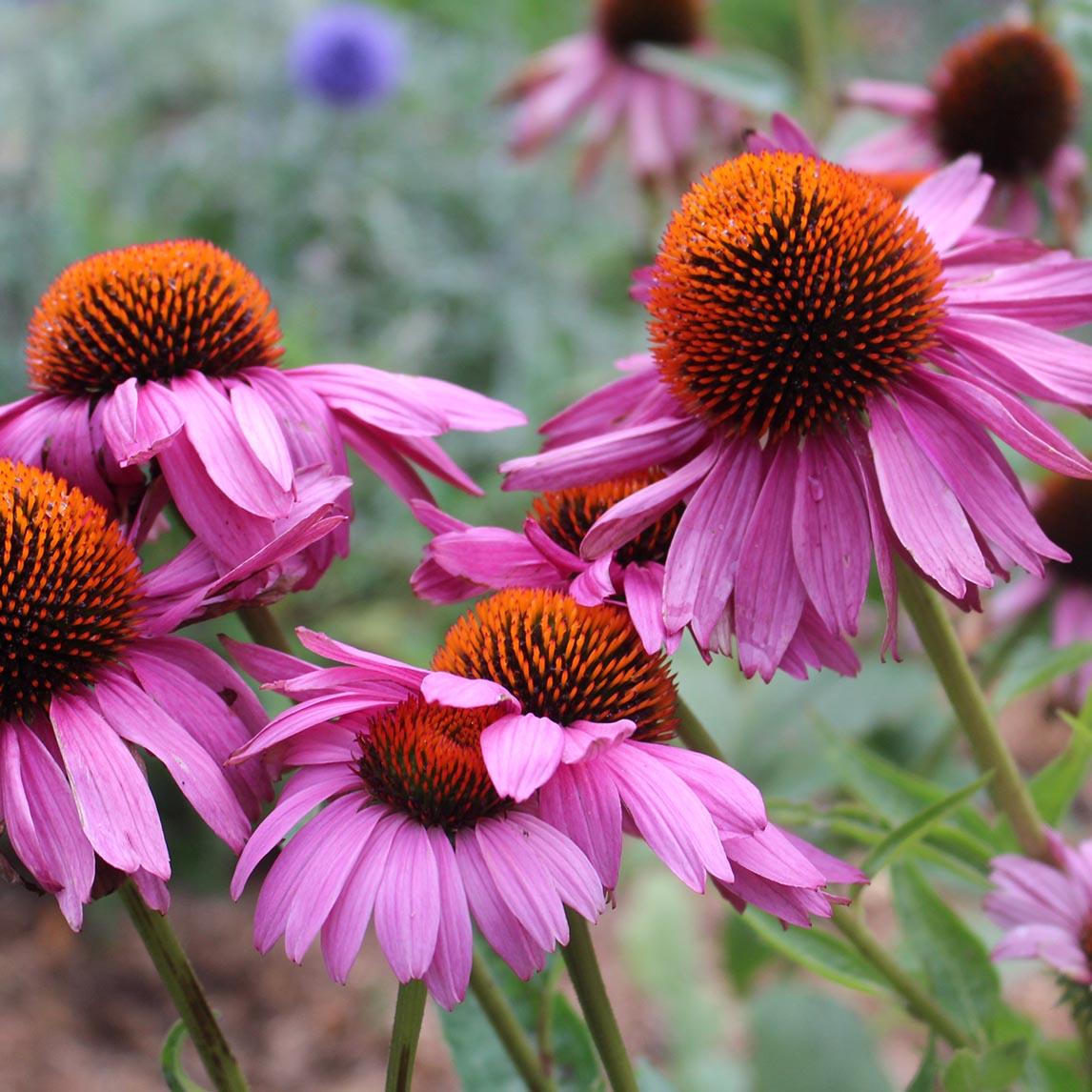 Echinacea Purpurea 'magnus Superior' - View 12 from www redcrocus com