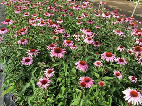Echinacea Purpurea 'magnus Superior' - View 13 from www redcrocus com