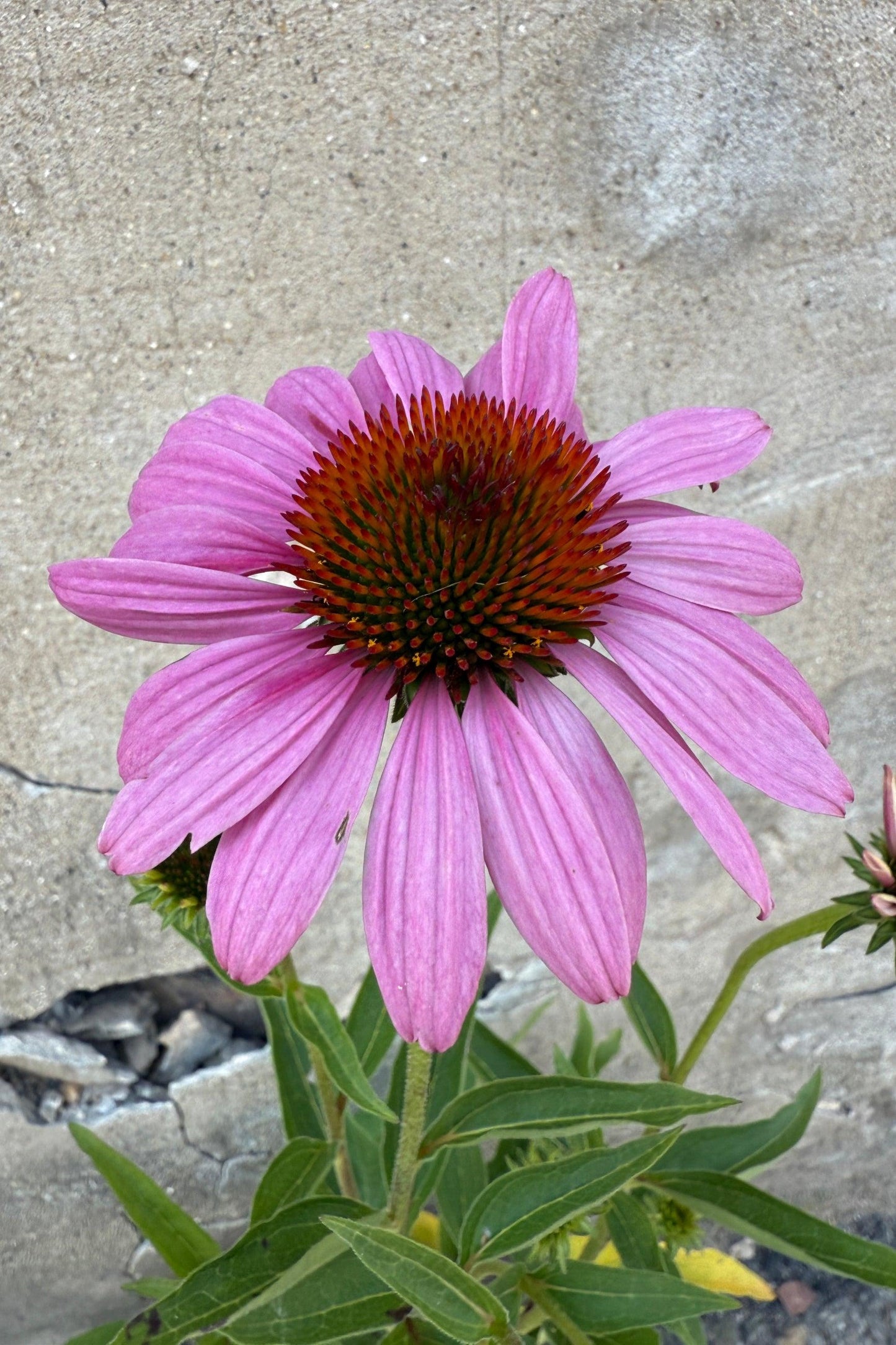 Echinacea Purpurea 'magnus Superior' - View 14 from www redcrocus com