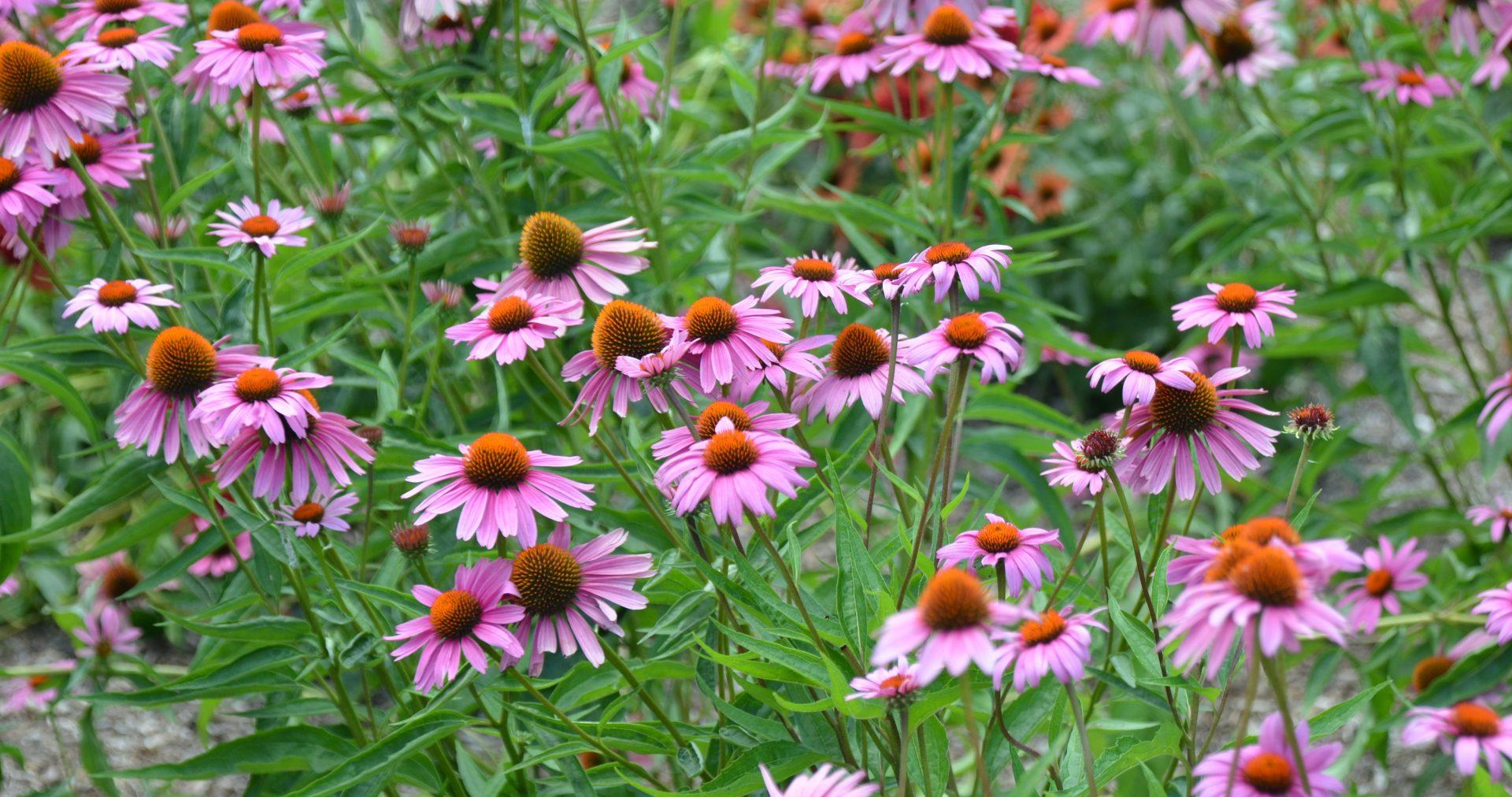 Echinacea Purpurea 'magnus Superior' - View 15 from www redcrocus com