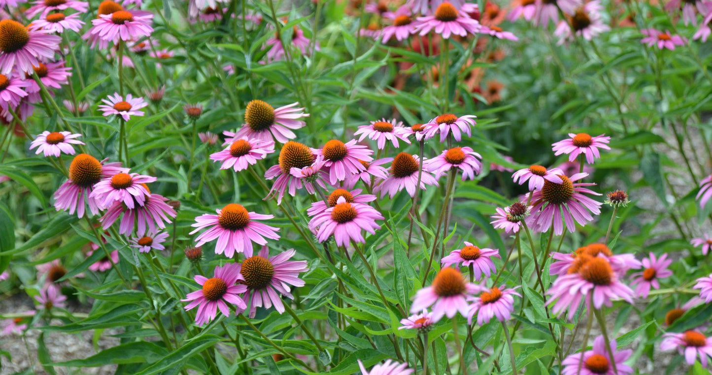 Echinacea Purpurea 'magnus Superior' - View 16 from www redcrocus com