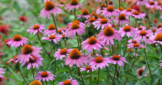 Echinacea Purpurea 'magnus Superior' - View 1 from www redcrocus com