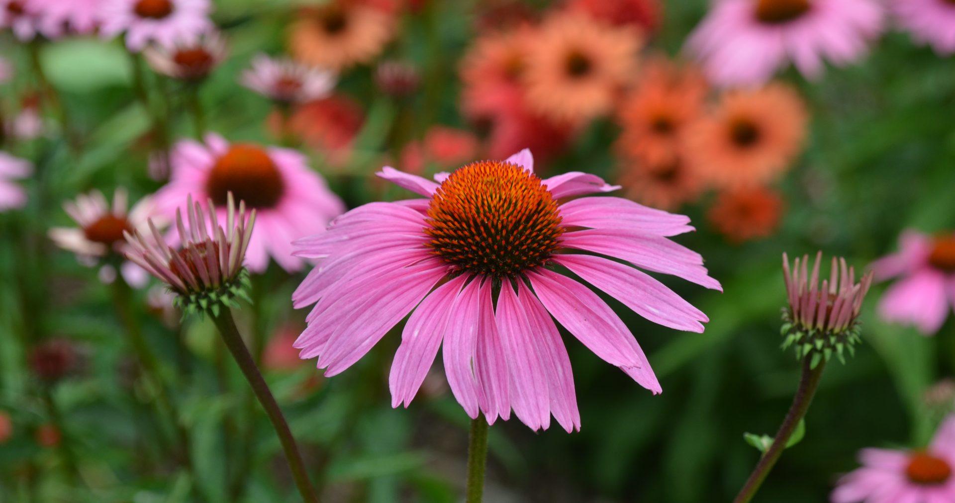 Echinacea Purpurea 'magnus Superior' - View 21 from www redcrocus com