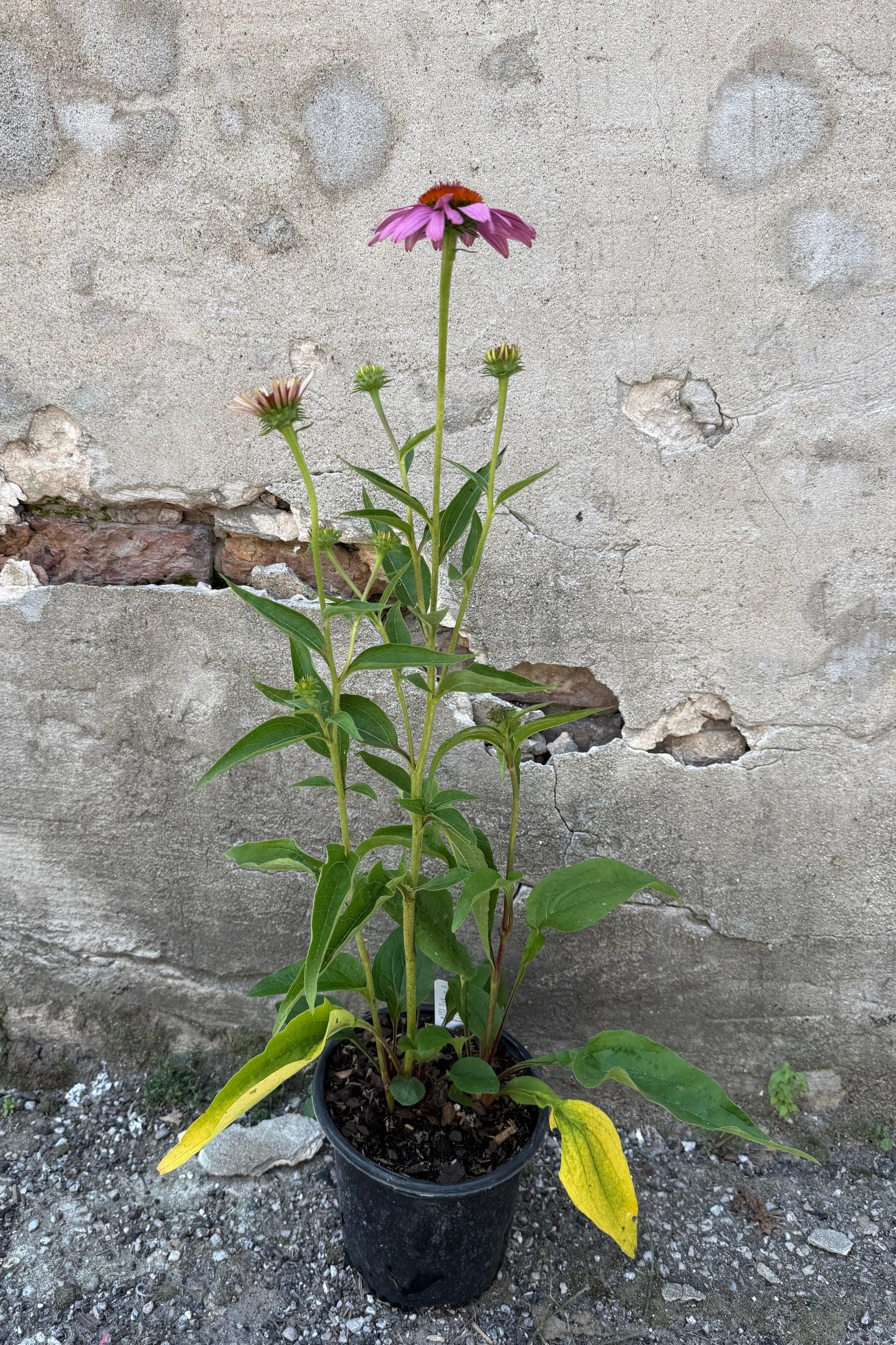 Echinacea Purpurea 'magnus Superior' - View 23 from www redcrocus com