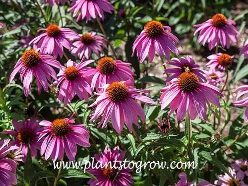 Echinacea Purpurea 'magnus Superior' - View 24 from www redcrocus com