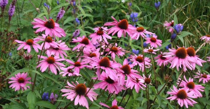 Echinacea Purpurea 'magnus Superior' - View 25 from www redcrocus com