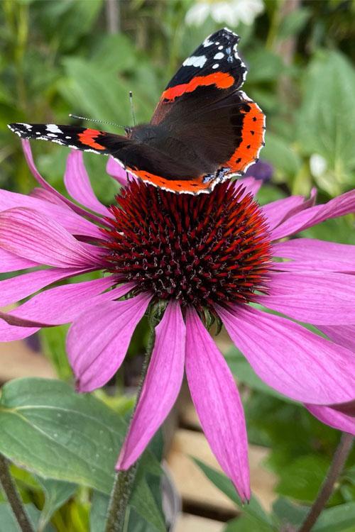 Echinacea Purpurea 'magnus Superior' - View 26 from www redcrocus com