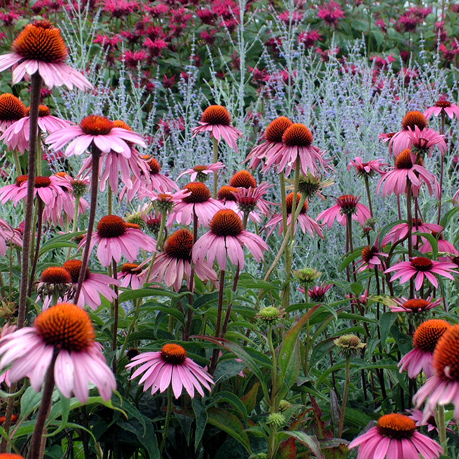Echinacea Purpurea 'magnus Superior' - View 28 from www redcrocus com