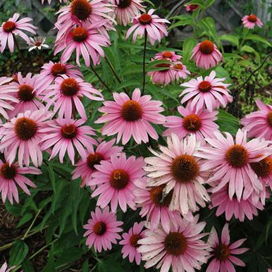 Echinacea Purpurea 'magnus Superior' - View 29 from www redcrocus com