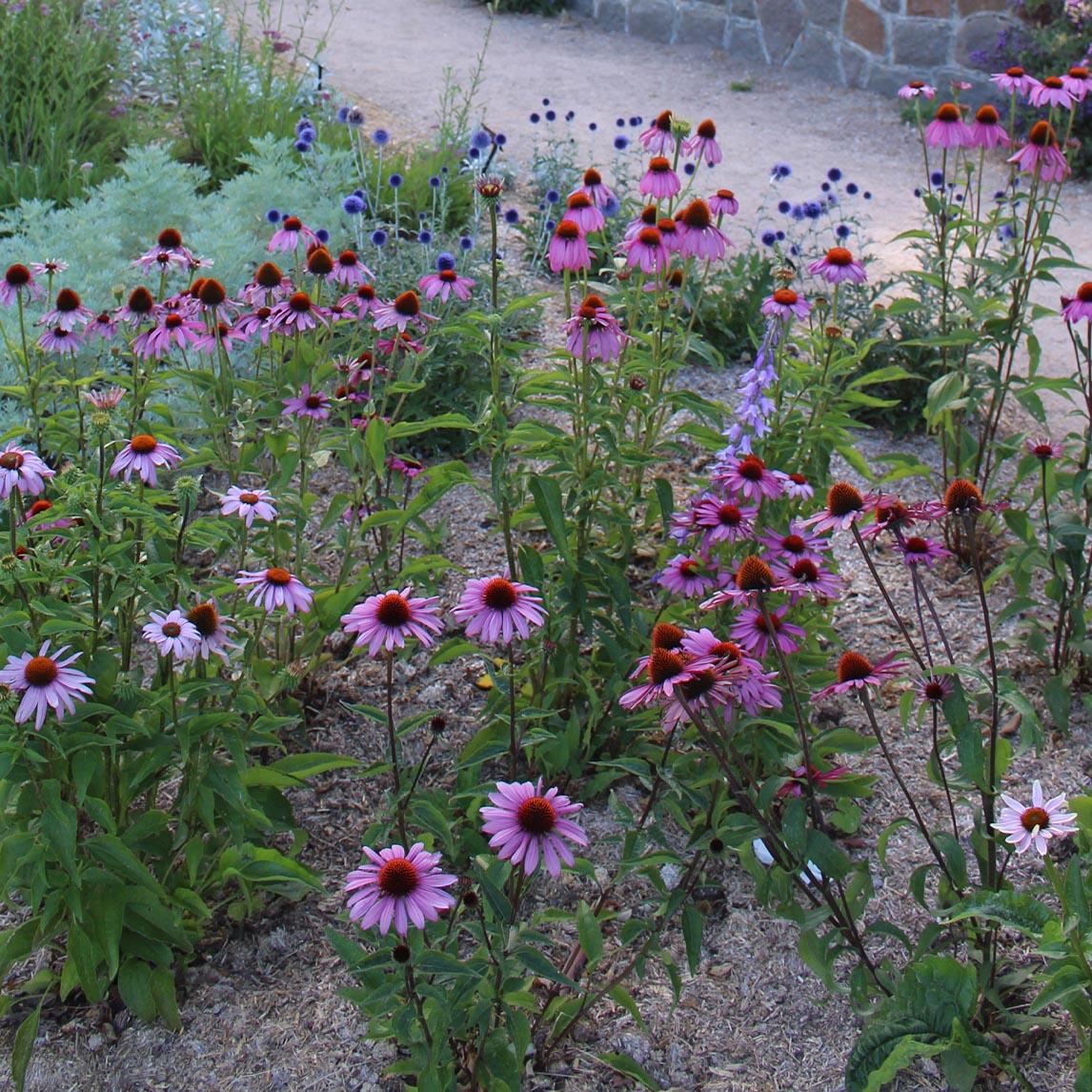 Echinacea Purpurea 'magnus Superior' - View 2 from www redcrocus com
