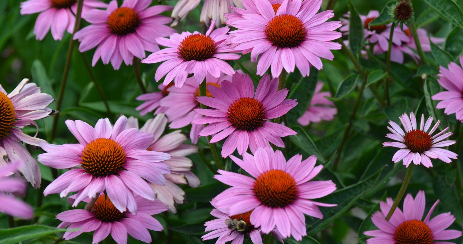 Echinacea Purpurea 'magnus Superior' - View 33 from www redcrocus com