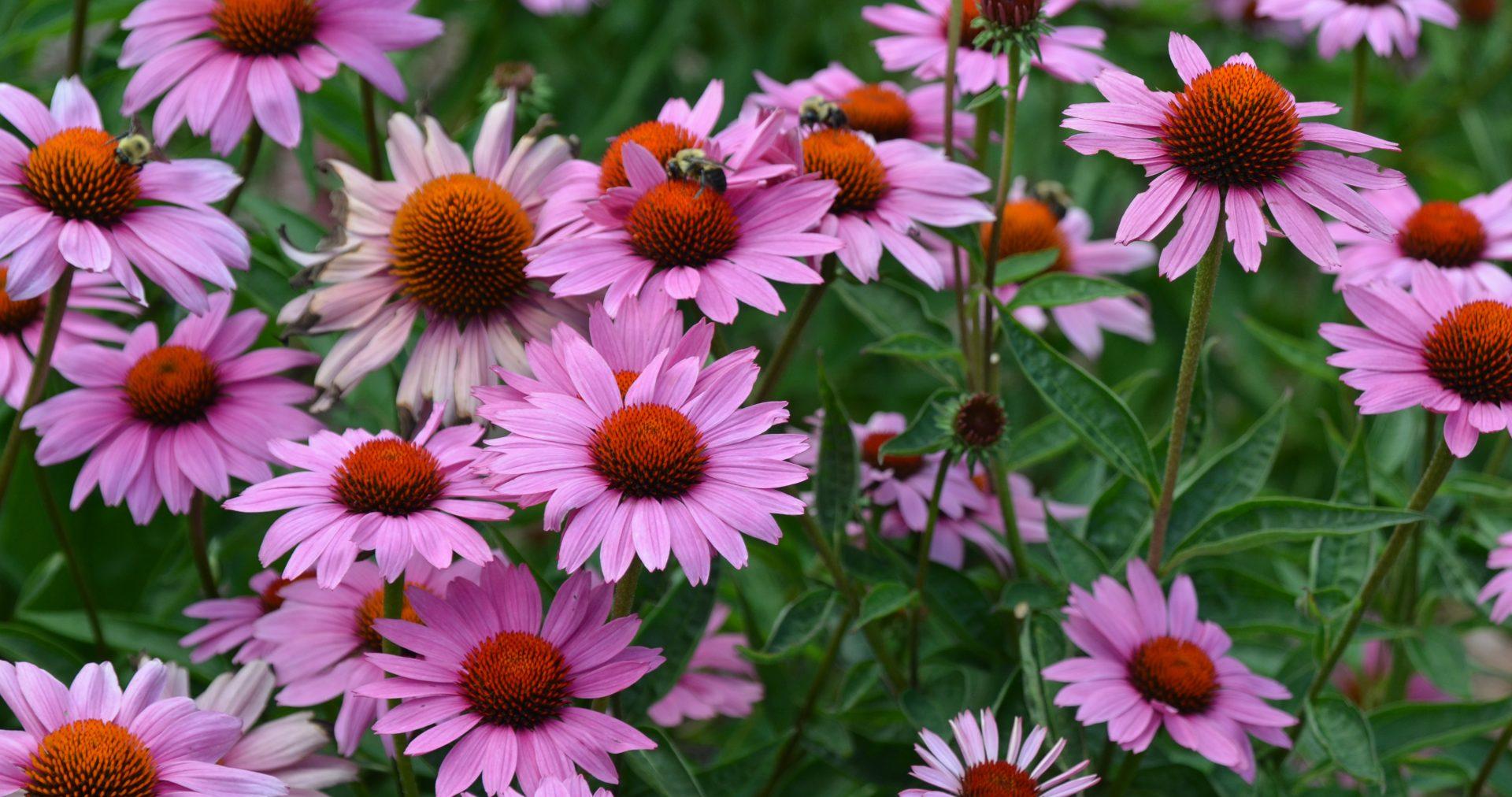 Echinacea Purpurea 'magnus Superior' - View 3 from www redcrocus com
