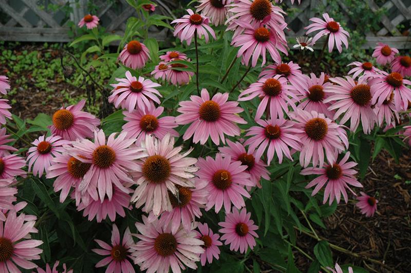 Echinacea Purpurea 'magnus Superior' - View 8 from www redcrocus com
