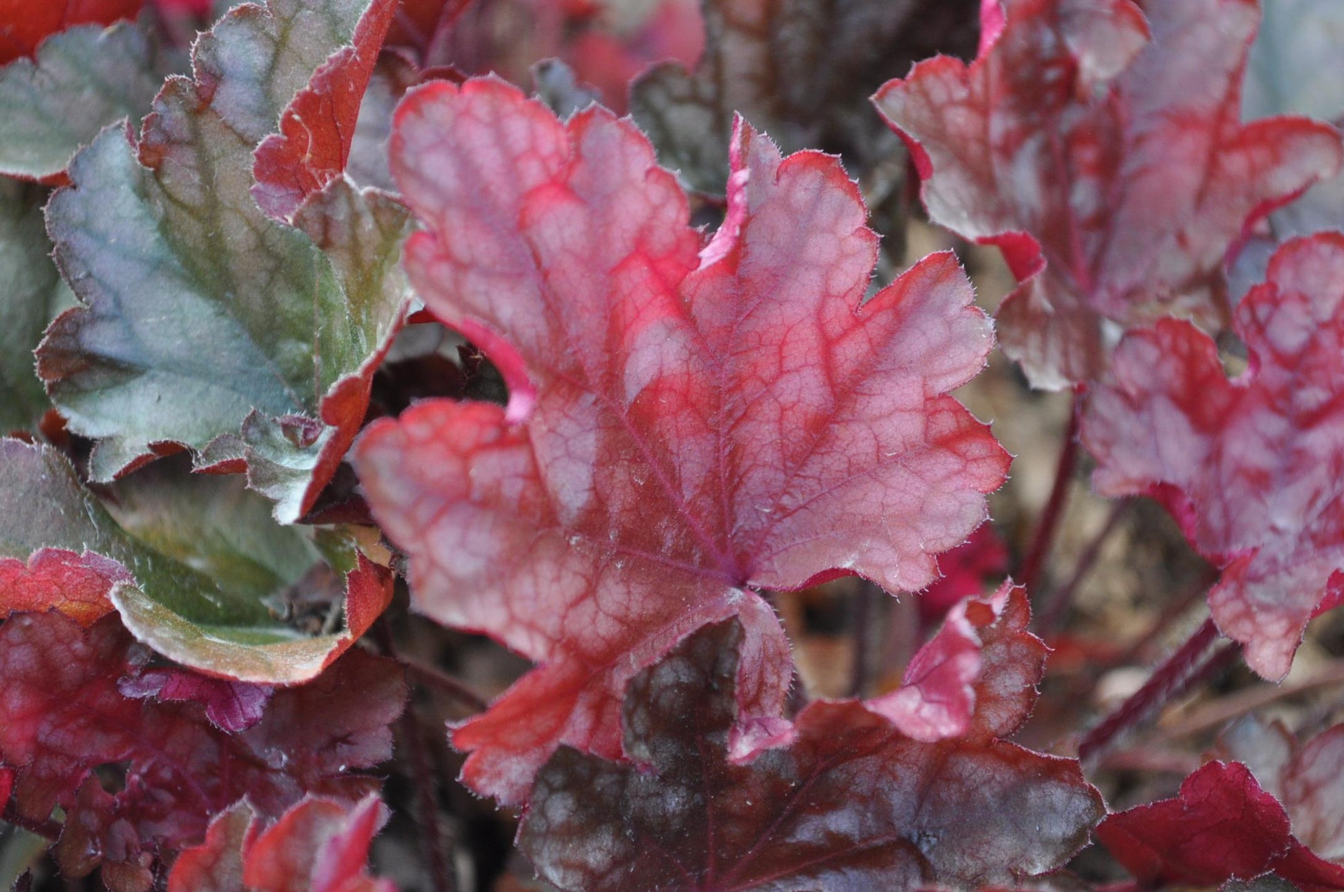 Heuchera X 'red Sea' - View 10 from www redcrocus com