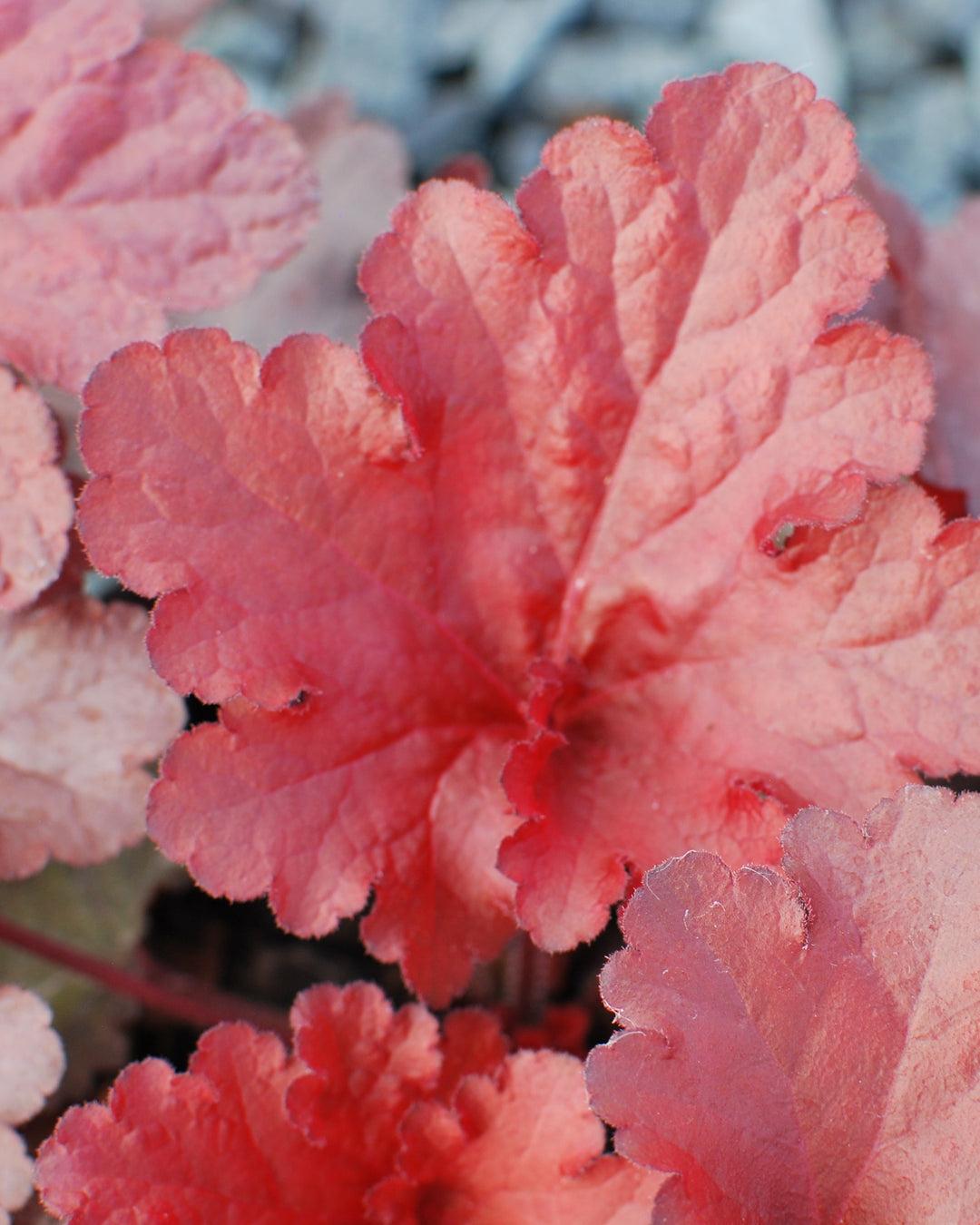 Heuchera X 'red Sea' - View 11 from www redcrocus com