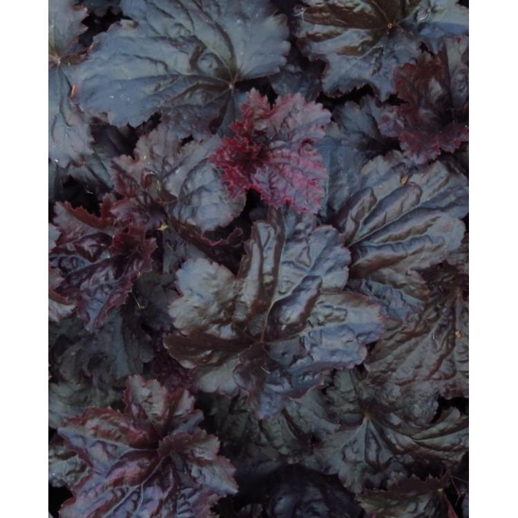 Heuchera X 'red Sea' - View 13 from www redcrocus com