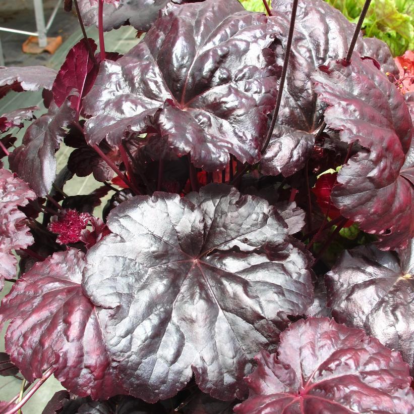 Heuchera X 'red Sea' - View 15 from www redcrocus com