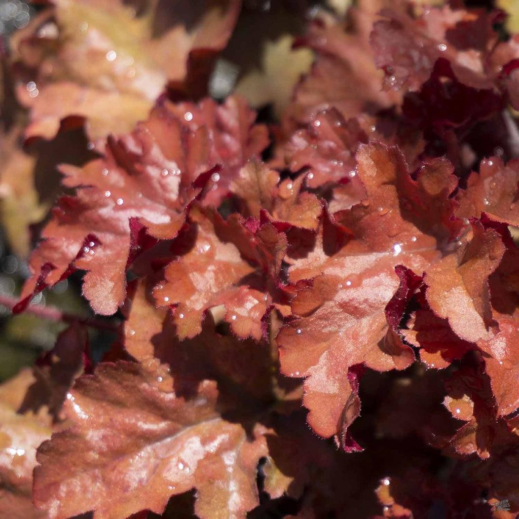 Heuchera X 'red Sea' - View 17 from www redcrocus com