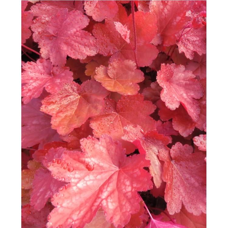 Heuchera X 'red Sea' - View 19 from www redcrocus com